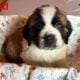 Saint Bernard puppies