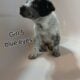 Border heeler hybrids
