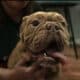 Full-Breed AKC Mini Bulldog – Chocolate Tri coat