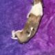 AKC Rough collies ready for homes April 10th 2025