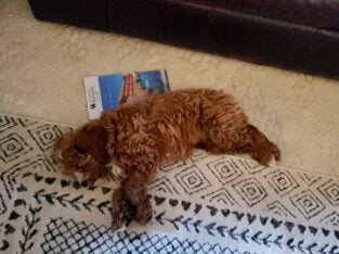 PRECIOUS CAVAPOO MALE 12 WK. OLD PUPPY AVAILABLE