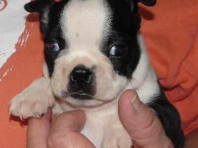Boston Terriers black/whites M/F AKC Reg