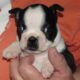 Boston Terriers black/whites M/F AKC Reg