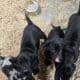 Great Dane Puppies