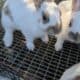 Bunnies
