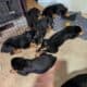 For sale