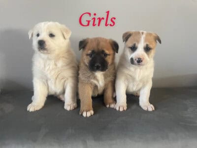 Puppies for sale