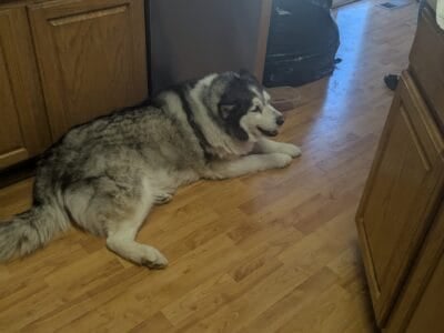 Two very good dogs. Husky and belamise Shepherd
