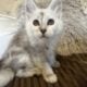 Shaded with Merle Maine Coon Ajna