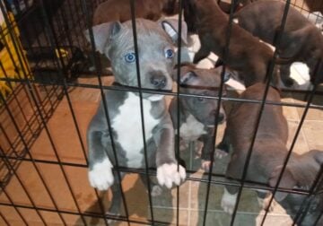 blue pitbull puppies