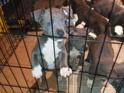 blue pitbull puppies