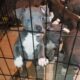 blue pitbull puppies