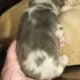Blue merle fluffy French bulldog puppy