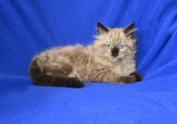Adorable Seal Ragdoll kitten