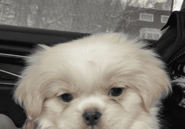 Pekingese female 3-month-old vaccinated