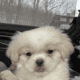 Pekingese female 3-month-old vaccinated