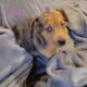 Hangin’ Tree x Catahoula/Aussie