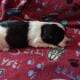 Knuckles, Coton de Tulear APRI Mother’s day specia
