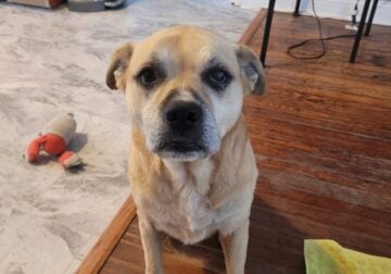 Sweet, calm dog looking for a great home!