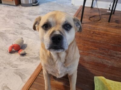 Sweet, calm dog looking for a great home!