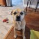 Sweet, calm dog looking for a great home!