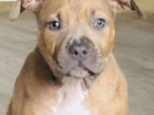 ABKC XL American Bully