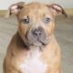 ABKC XL American Bully