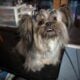 Ewok Naturally-Reared