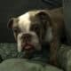Rare AKC Lilac Micro Bulldog – Available for Adopt