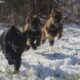 Czech Imported German Shepherds