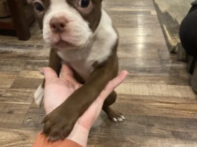 Cupid, handsome male boston terrier