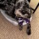Mini Goldendoodle