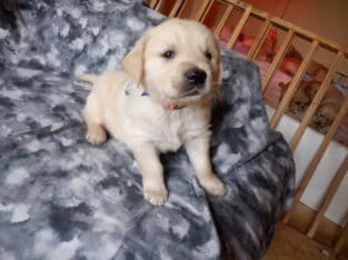 AKC Golden Retriever Puppies