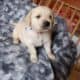 AKC Golden Retriever Puppies