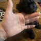 Yorkie Tzu pups 7weeks