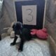 Great Dane Pups
