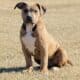 ABKC XL American Bully