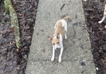 Fiest female