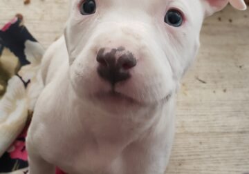 Dogo Argentino