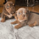 English Bulldog puppys