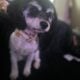 Need Rehome ASAP