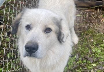 Beautiful Male Pyrenees aged 1 year 3 months