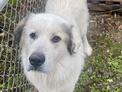 Beautiful Male Pyrenees aged 1 year 3 months