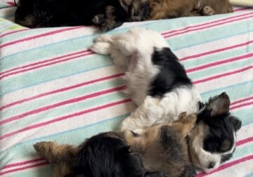 Morkie puppies for sale