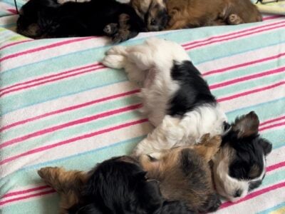 Morkie puppies for sale