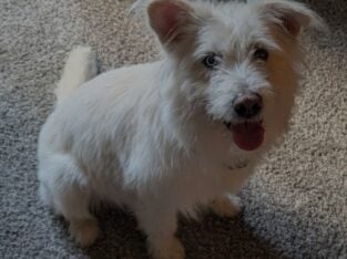 Great Dog