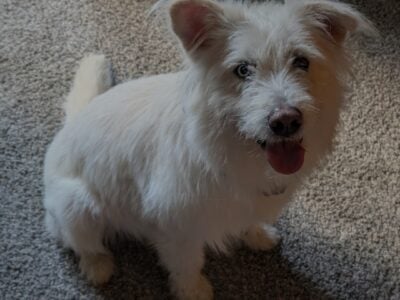 Great Dog