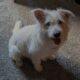 Great Dog