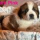 Saint Bernard puppies