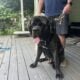 English Mastiff Puppies